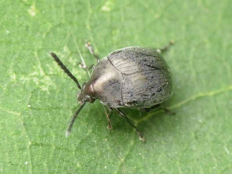 Spermophagus Schönherr, 1833